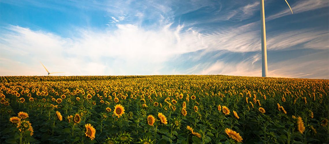 sunflower field oak bluffs ma